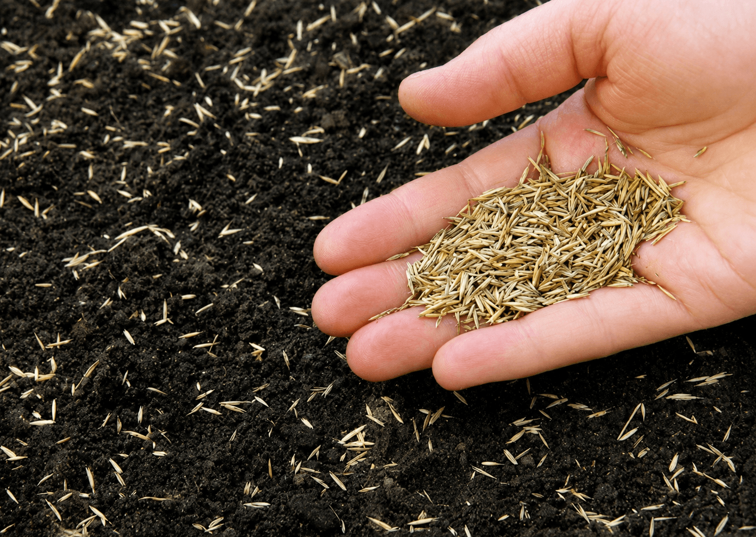 Semillas y Fertilizantes